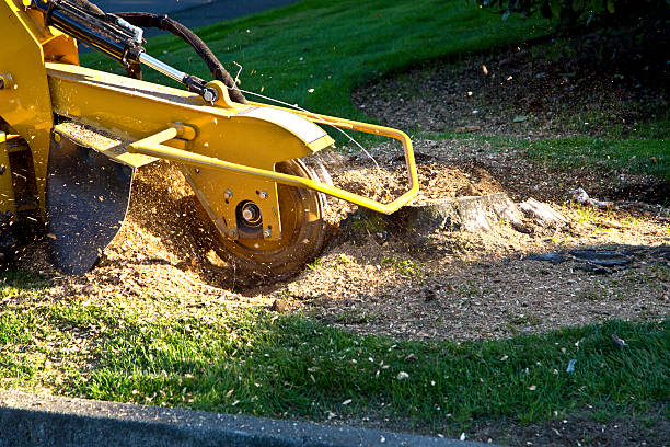 How Our Tree Care Process Works  in  Woodway, WA